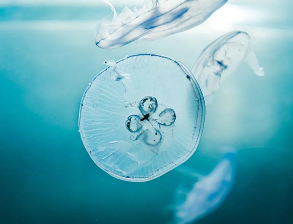 A l'attention de Madame Angelita Martins, directrice des Éditions Un Bout de Chemin.
Madame. Bonsoir. Suite à mon message de ce jour je vous confirme vouloir acquérir la deuxième édition augmentée de l'ouvrage suivant " Le Refuge : témoignages contre l'homophobie" (2018). Vous remerciant vivement pour votre réponse. Très sincères salutations. Laurent GAUCHON
P.S. : . Je vous serais reconnaissant si vous pouviez bien protéger l'envoi afin que le livre ne soit pas endommagé pendant le transport postal. Merci beaucoup.